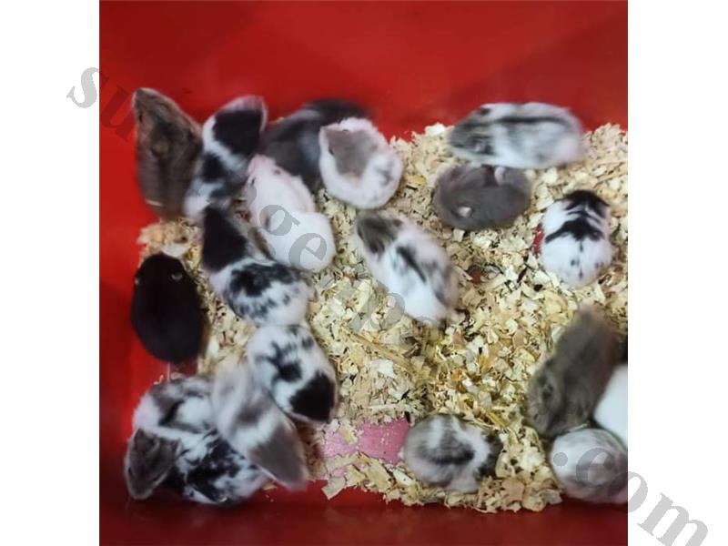 GONZALES HAMSTER YAVRULAR VE TÜM MALZEMELERİ ADRESE TESLİM